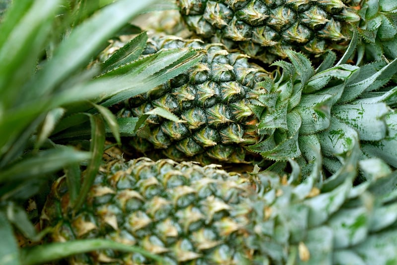 Organic Options