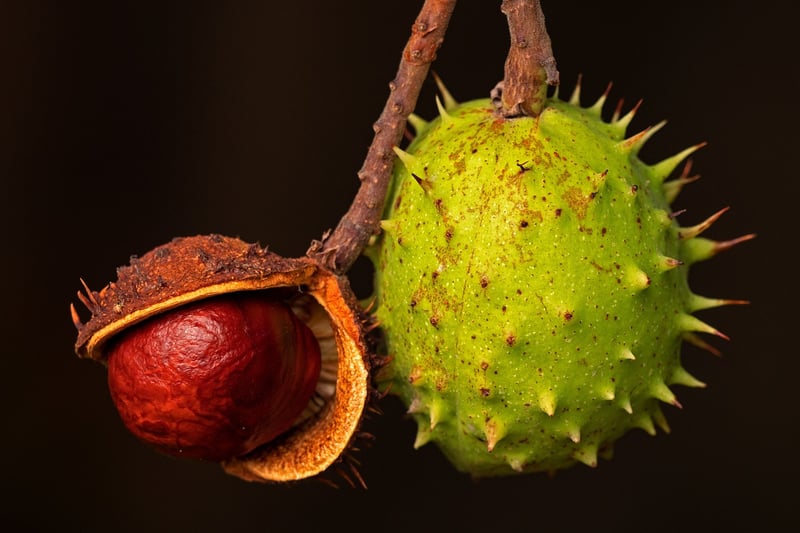 Fruits